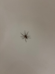 Long-bodied Cellar Spider