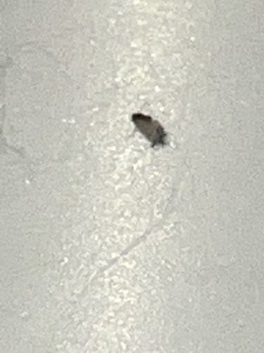 Household Casebearer Moth (larva)