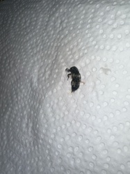 Carrion Beetle (likely)