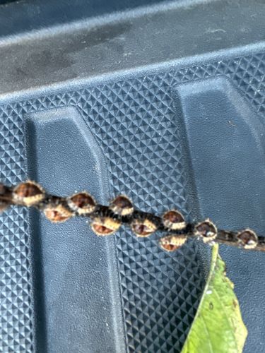 Bagworm