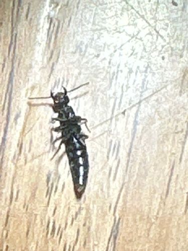 Rove Beetle