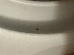 Unidentifiable insect/debris