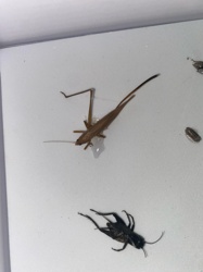 Field Cricket (black) and possibly a Katydid or Bush Cricket (tan)