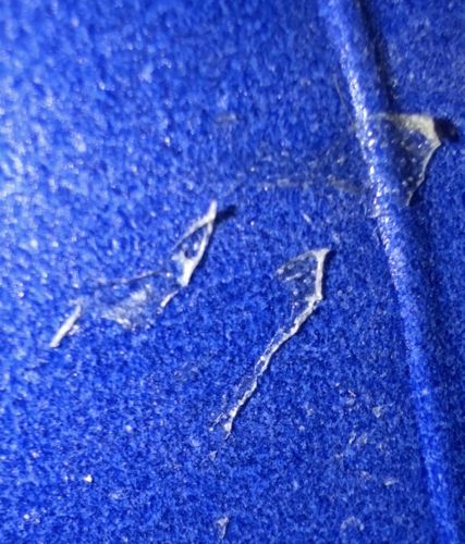 Inland Floater (Glochidia Larvae Shells)