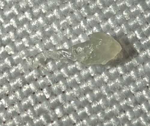 Inanimate debris (not a bug)