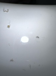 Bird Lice
