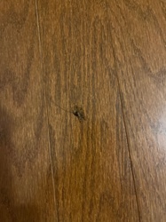 Cockroach (likely German or American Cockroach based on common indoor sightings)