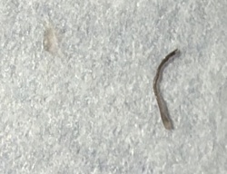 Earthworm (Juvenile or Fragment)