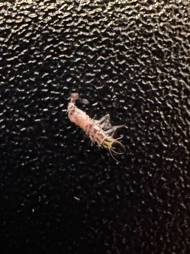 Antlion Larva (or Doodlebug)