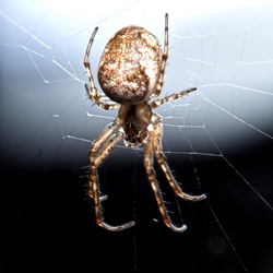 Common House Spider