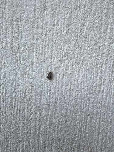 Carpet Beetle (likely Varied Carpet Beetle or Black Carpet Beetle)