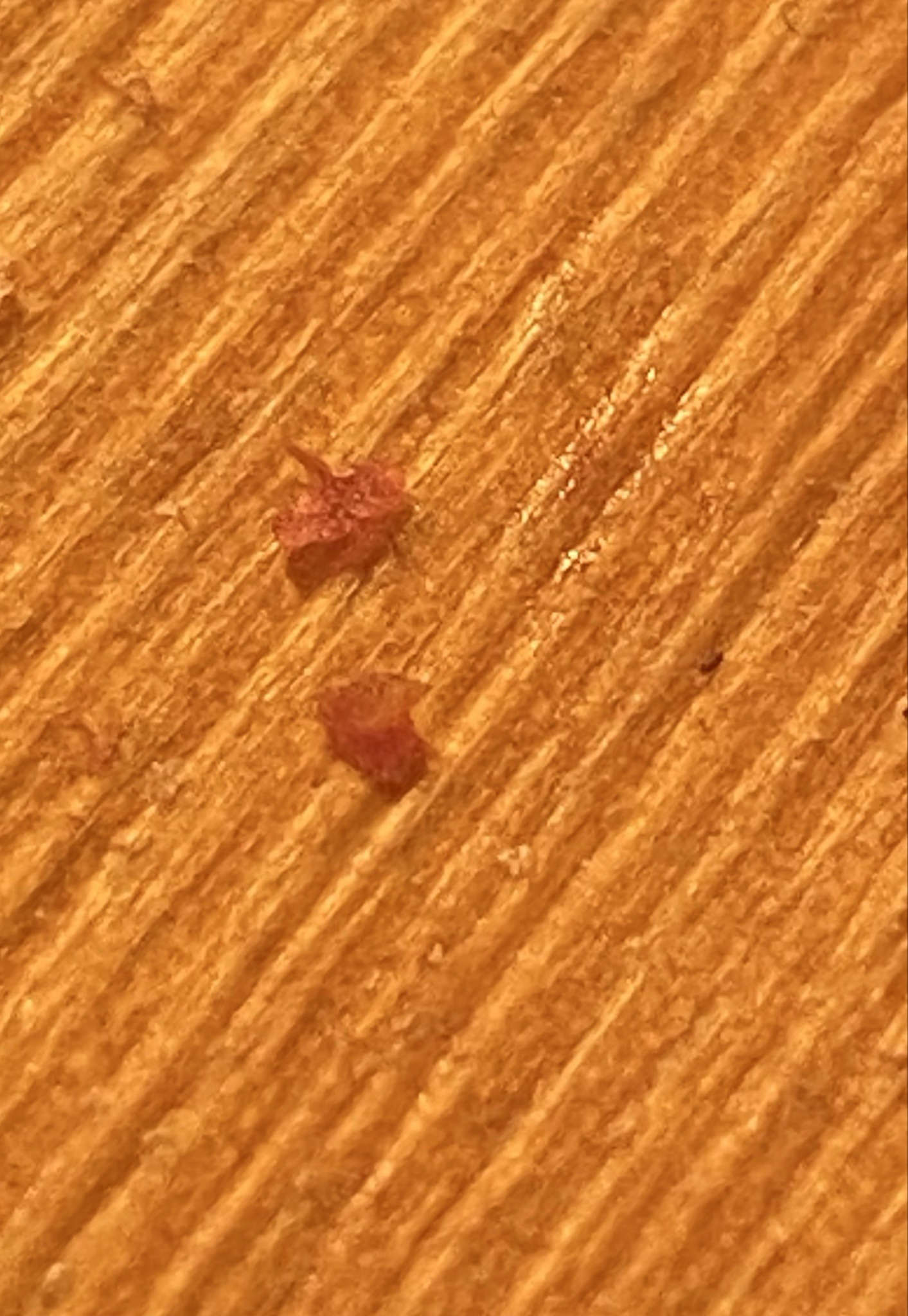 Bed Bug