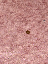 Carpet Beetle (likely Varied Carpet Beetle or Black Carpet Beetle)