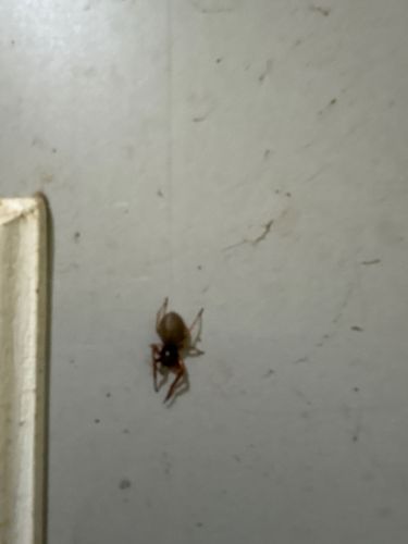 Broad-faced Sac Spider