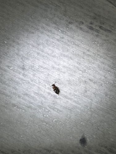 Carpet Beetle