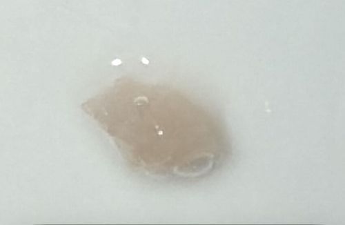 Booklouse (or Psocid)