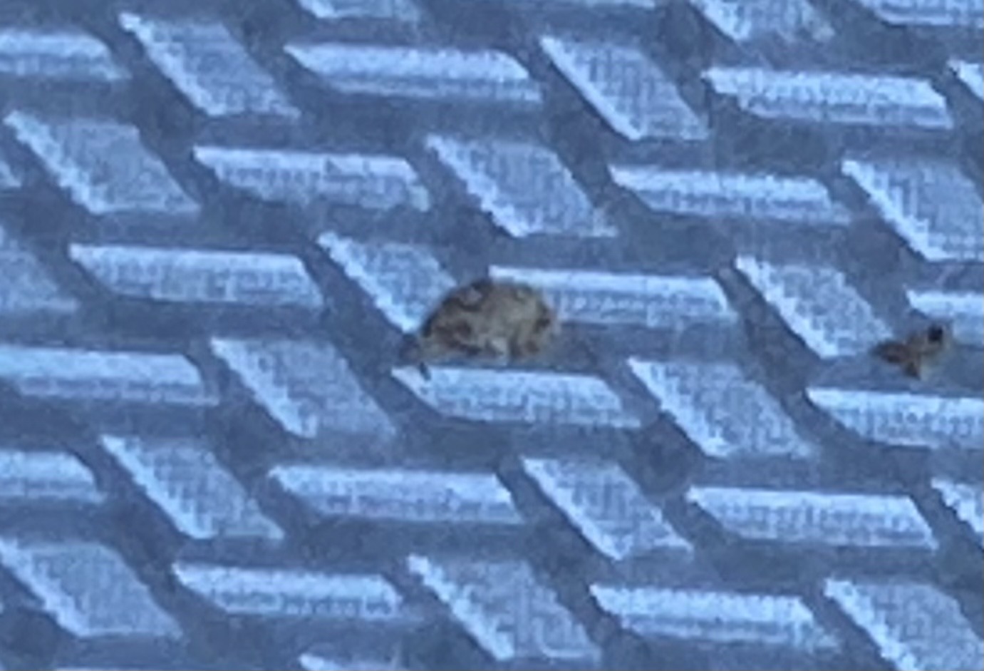 Varied Carpet Beetle
