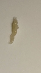 Fly Larva (Maggot)