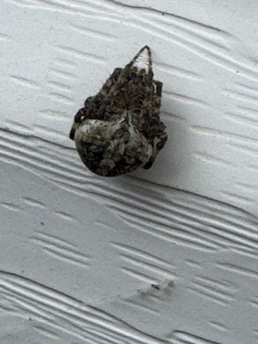 Orb Weaver (likely Argiope, Argiobidae, or Neoscona species, but appearance suggests Argiope or Araneus)