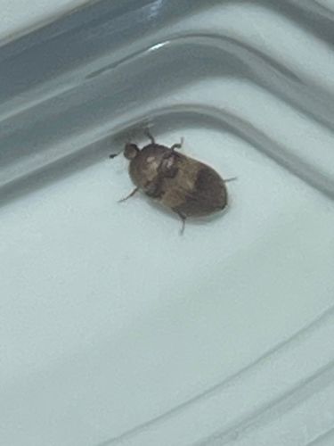Varied Carpet Beetle