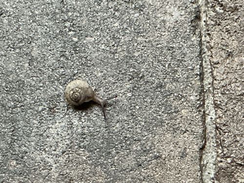 Snail
