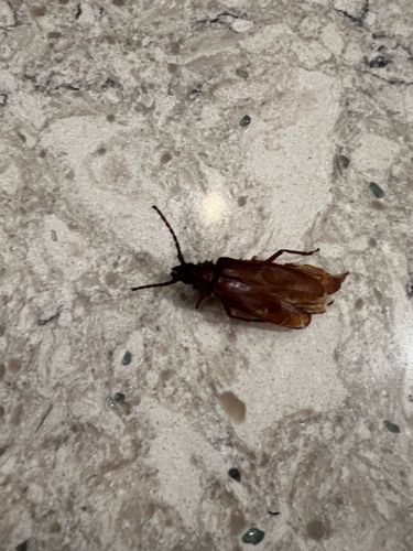 Longhorn Beetle (likely a species of Cerambycidae, possibly a Prionid or related subfamily)