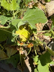 Squash Bug Nymphs