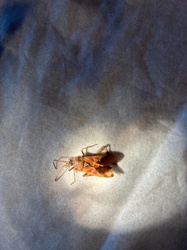 Western Conifer Seed Bug