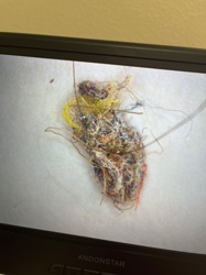 Case-bearing Clothes Moth Larva