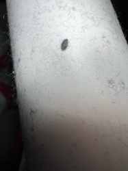 Carpet Beetle Larva (likely Black Carpet Beetle)