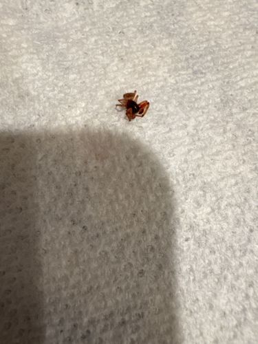Brown recluse spider