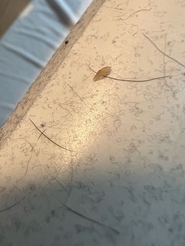 Head louse egg (nit) or Dandruff flake