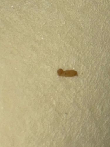 Carpet Beetle Larva
