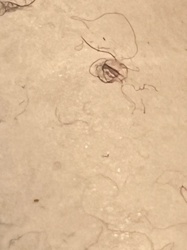 Impossible to identify from image