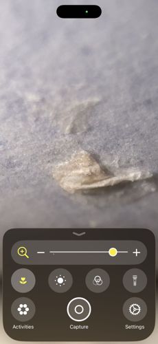 Inconclusive (Likely debris or lint)