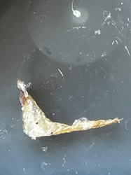 Indian meal moth (larva/pupa stage)