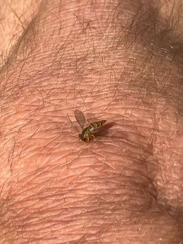 Hoverfly (also known as Flower Fly or Syrphid Fly)