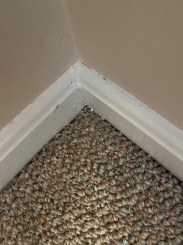 Carpet Beetle (larva)