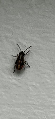 Brown Marmorated Stink Bug (nymph)