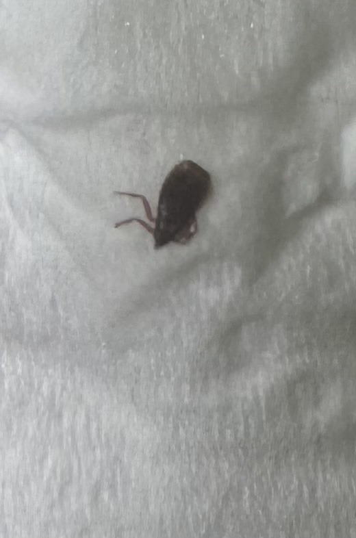 Bed Bug