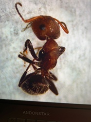 Red Imported Fire Ant