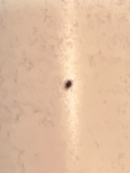Carpet Beetle