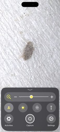 Plaster Bagworm (Household Casebearer)