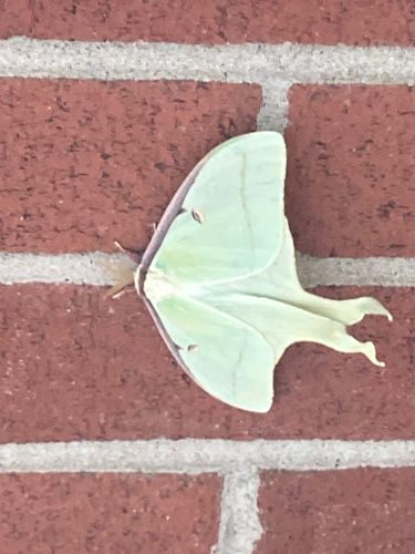 Luna Moth