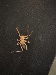 Camel Spider, Sun Spider, Wind Scorpion