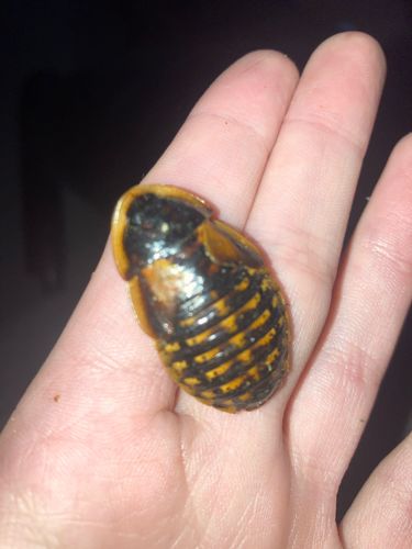 Dubia cockroach