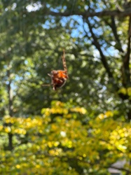 Orb Weaver Spider
