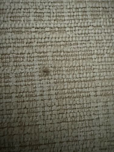 Carpet Beetle (Larva)