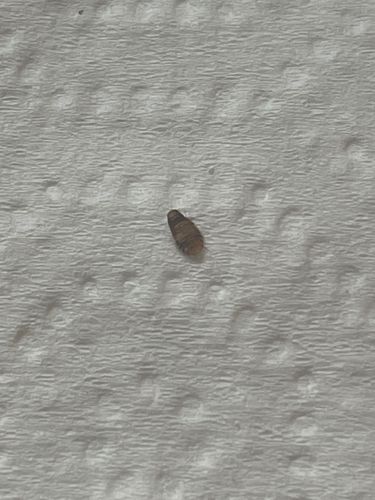 Carpet Beetle Larva (most likely)