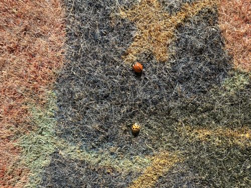 Ladybug (or Ladybird beetle)